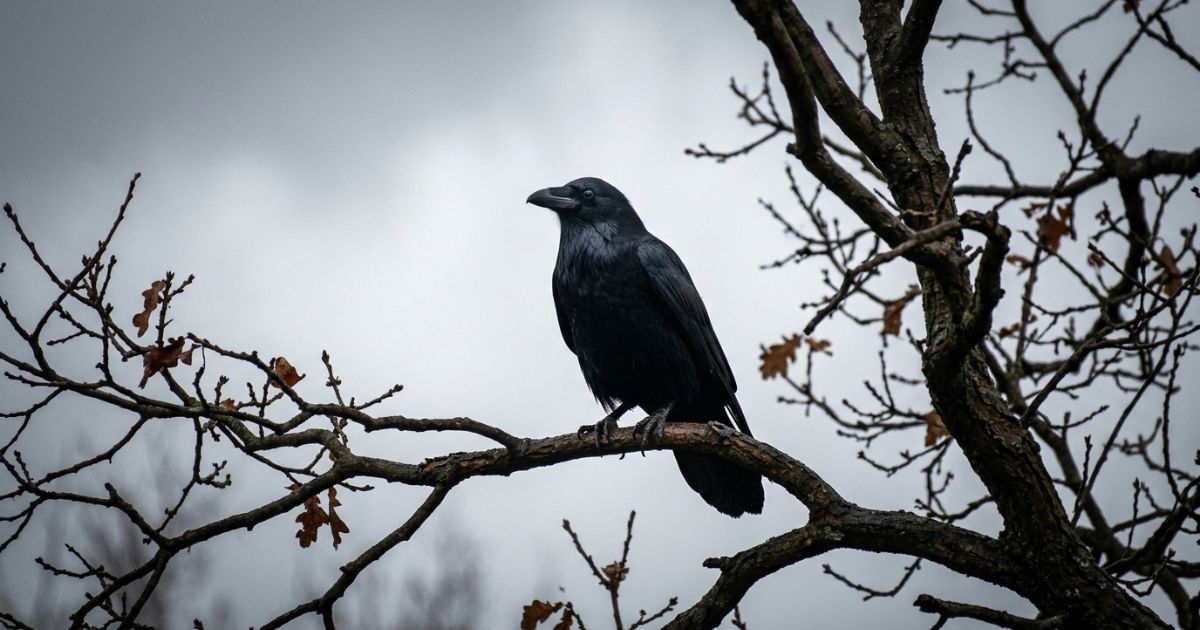 The Crow — Intelligence at the Edge of Worlds